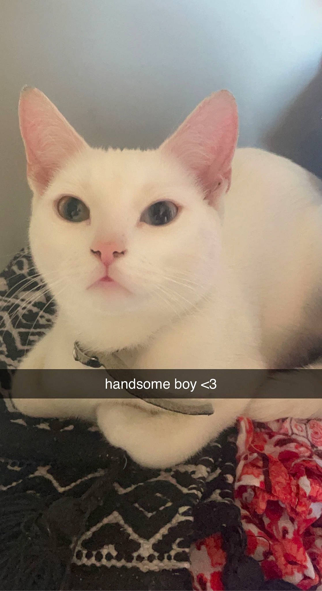 Kasper is registered to the contest to win money with this photo: carmine, carnivore, cat, creative_arts, domestic_short_haired_cat, felidae, fur, pattern, paw, photo_caption, small_to_medium_sized_cats, snout, whiskers