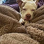 bed, blanket, brown, canine, closeup, comfort, cozy, dog, fur, furniture, house, indoors, paw, portrait, relaxed, resting, sleepy, soft, warm, white