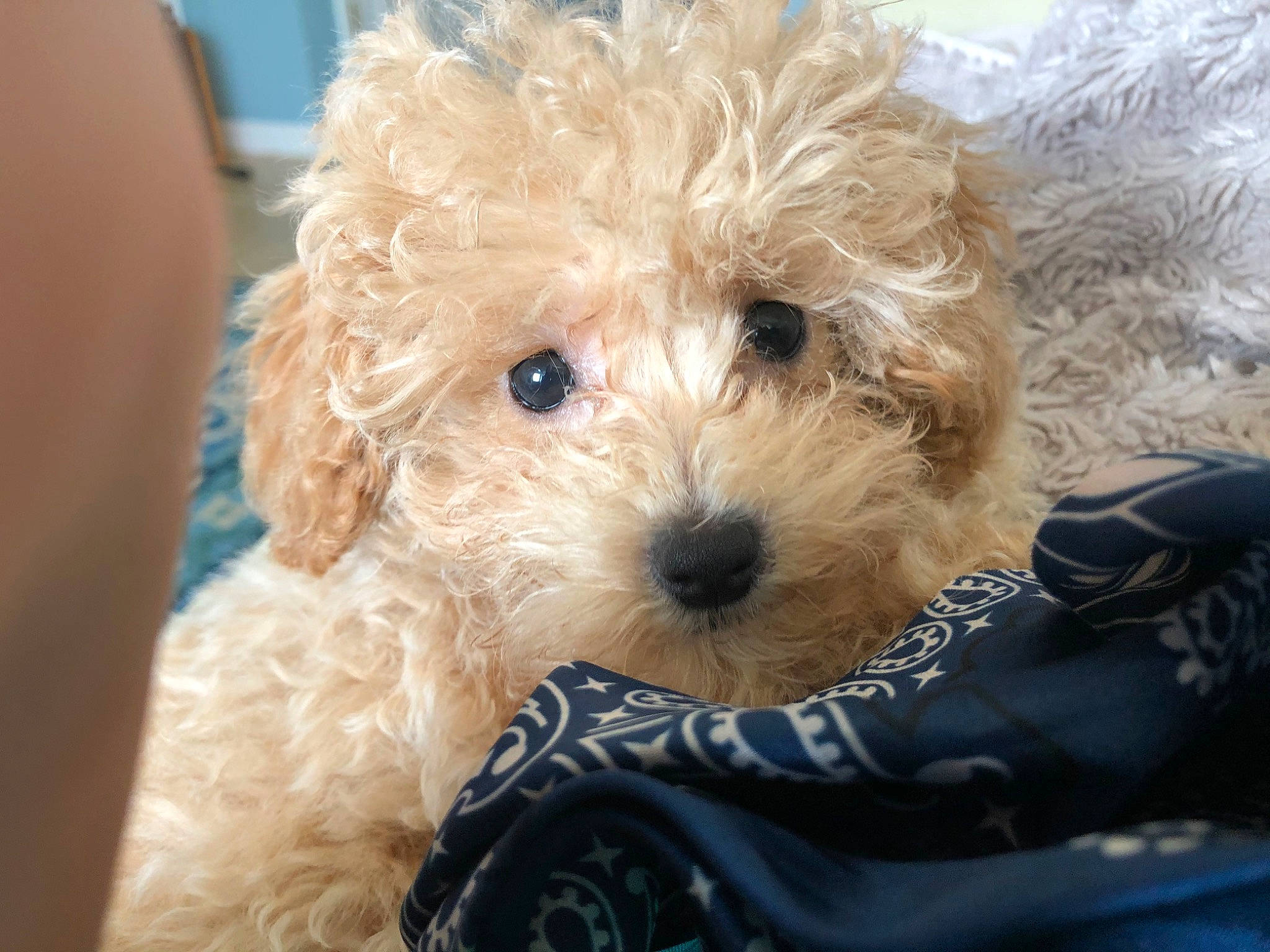 Bailey joined the competition — help win amazing prizes! canidae, carnivore, companion_dog, dog, dog_breed, dog_clothes, dog_collar, fawn, fur, labradoodle, poodle, shih_poo, small_terrier, snout, sporting_group, stuffed_toy, teddy_bear, terrier, toy, toy_dog