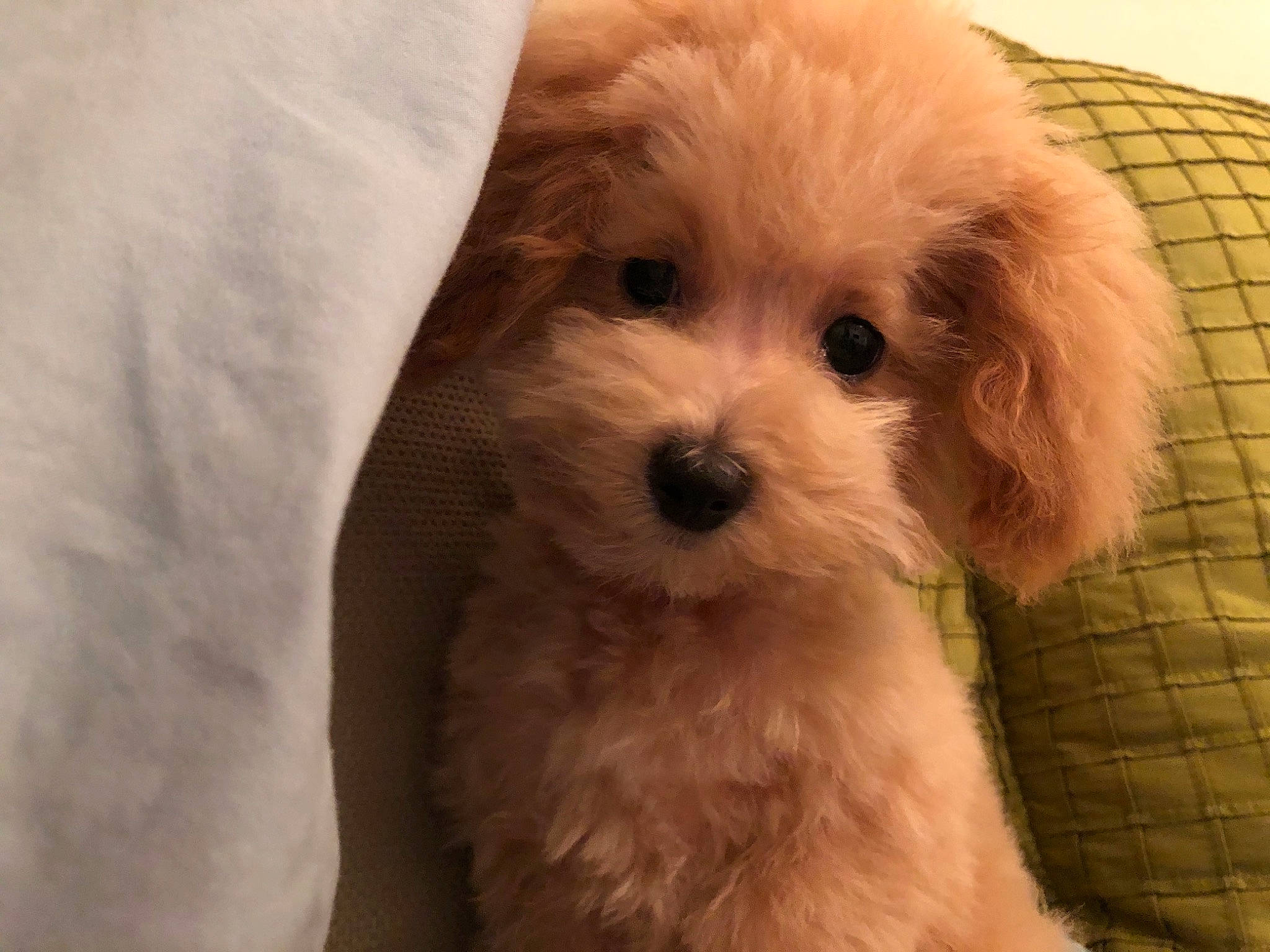 Bailey joined the competition — help win amazing prizes! carnivore, companion_dog, dog, dog_breed, eye, fawn, fur, goggles, labradoodle, liver, poodle, puppy_love, shih_poo, small_terrier, snout, terrier, toy_dog, water_dog, whiskers, working_animal