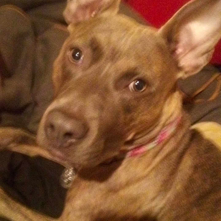 Laya