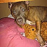Laya is registered to the contest to win money with this photo: dog, brindle, cushion, stuffed_toy, teddy_bear, pet, indoor, animal, brown, cozy, resting, closeup, flash, fur, ears, paw, bed, comfort, toy, domestic
