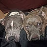 Laya is registered to the contest to win money with this photo: dog, sleeping, resting, cozy, blanket, indoor, closeup, pets, two_dogs, brown_dog, gray_dog, animal, canine, companion, relaxed, fur, ears, snout, bed, comfort