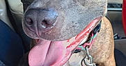 Laya is registered to the contest to win money with this photo: dog, brindle, canine, pet, tongue_out, leash, hand, car_interior, seat, window, happy, animal, domestic_animal, sitting, close_up, portrait, brown, ears, paw, collar