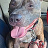 dog, brindle, canine, pet, tongue_out, leash, hand, car_interior, seat, window, happy, animal, domestic_animal, sitting, close_up, portrait, brown, ears, paw, collar