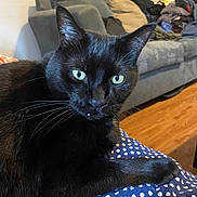 Thor is registered to the contest to win money with this photo: cat, black_cat, animal, pet, indoor, feline, whiskers, eyes, fur, resting, blanket, polka_dot, couch, living_room, wooden_floor, domestic, cozy, curious, close_up, relaxed
