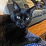 cat, black_cat, animal, pet, indoor, feline, whiskers, eyes, fur, resting, blanket, polka_dot, couch, living_room, wooden_floor, domestic, cozy, curious, close_up, relaxed