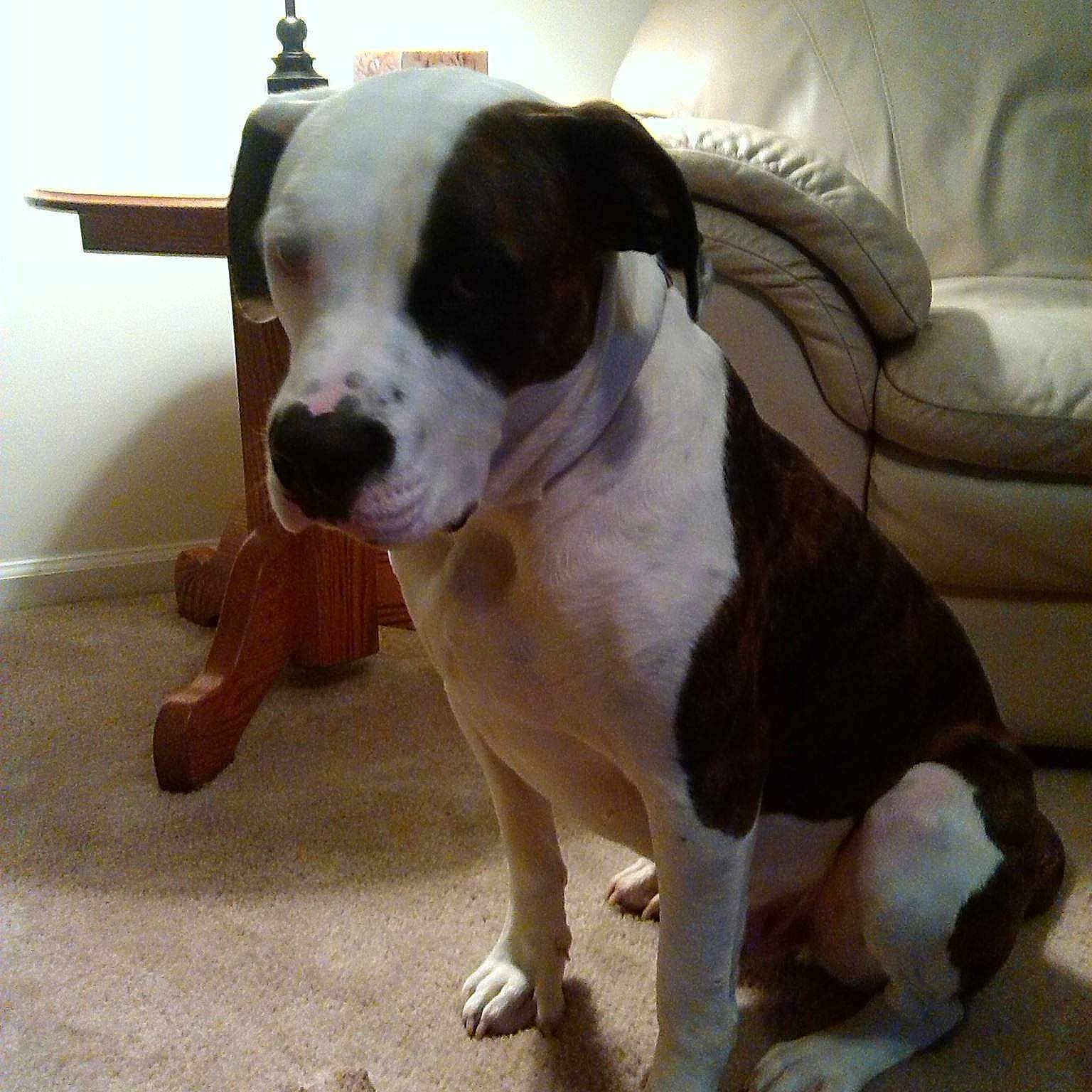 Champ is registered to the contest to win money with this photo: