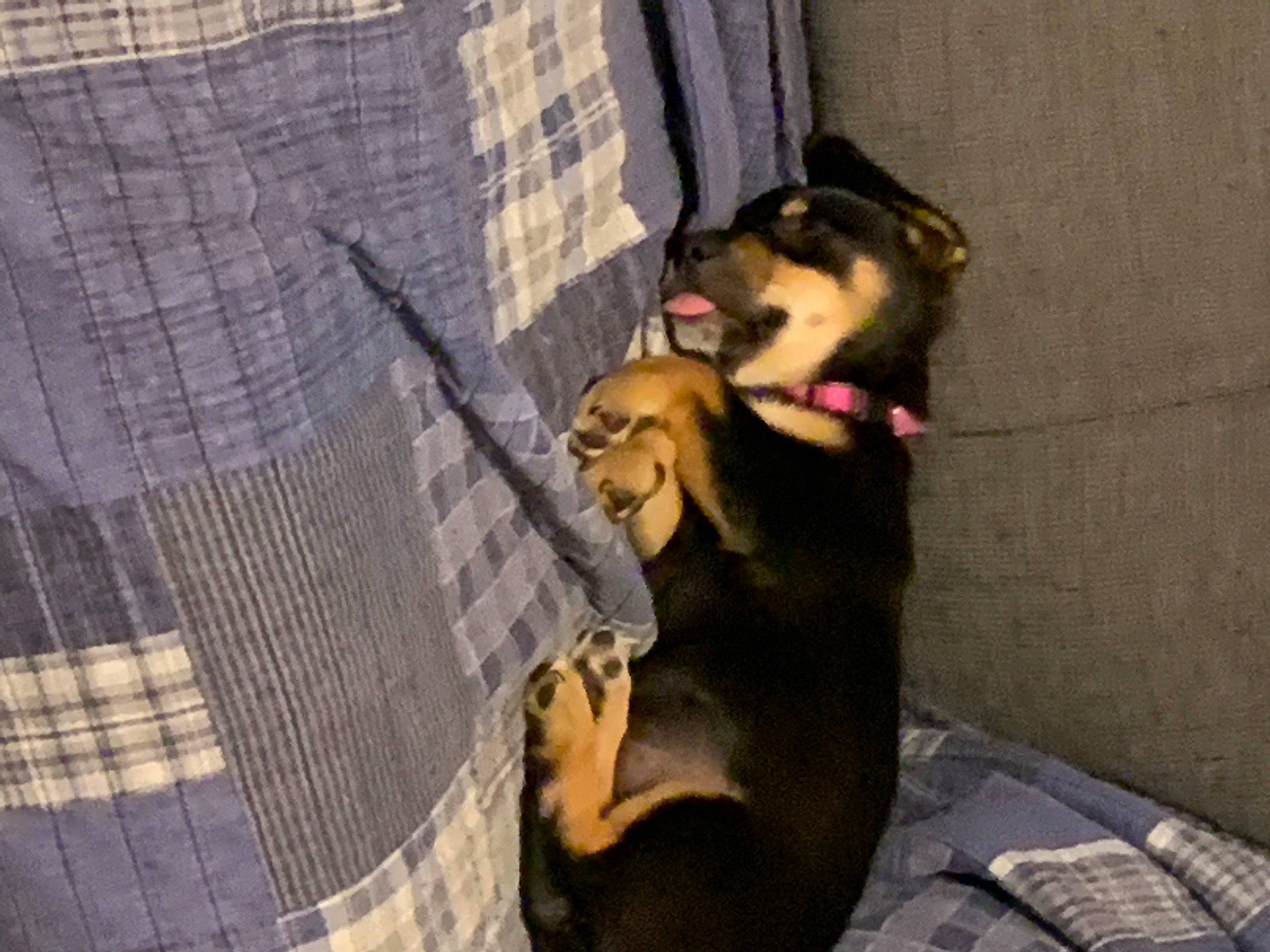 Jacey joined the competition — help win amazing prizes! carnivore, comfort, companion_dog, dog, dog_breed, dog_supply, flooring, fur, guard_dog, non_sporting_group, paw, pet_supply, pinscher, sitting, sporting_group, street_dog, tail, toy_dog, working_animal, working_dog