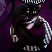 Lucien Jerome is registered to the contest to win money with this photo: animal, black_cat, cat, close_up, curious, domestic_cat, ears, feline, four_legs, fur, indoor, looking_at_camera, pet, purple_background, sitting, striped_pattern, tail, whiskers, white_chest, white_paws