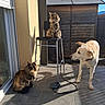 Kyro participe au concours pour gagner de l'argent avec cette photo : animal, backyard, cat, chair, companions, curious, daytime, dog, domestic, fence, fluffy, leash, nature, outdoor, pet, relaxed, shadow, sunlight, tile_floor, wooden_shed
