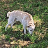 Kyro a rejoint le concours — aidez-le/la à gagner de superbes lots ! animal, canine, curious, daylight, dog, field, fur, grass, greenery, mammal, nature, outdoor, park, pet, playful, shadow, sniffing, summer, sunlight, walking