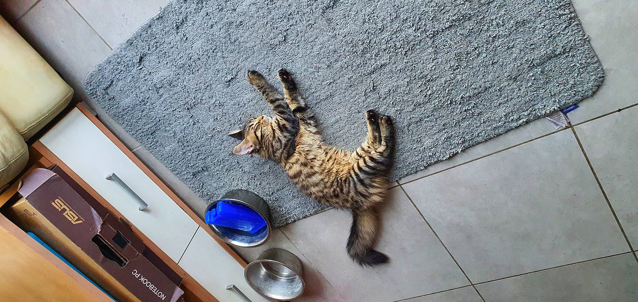 Hestia participe au concours pour gagner de l'argent avec cette photo : carnivore, cat, claw, domestic_short_haired_cat, felidae, flooring, fur, galliformes, mammal, metal, paw, small_to_medium_sized_cats, snout, table, tail, terrestrial_animal, vertebrate, whiskers, wildlife, wood