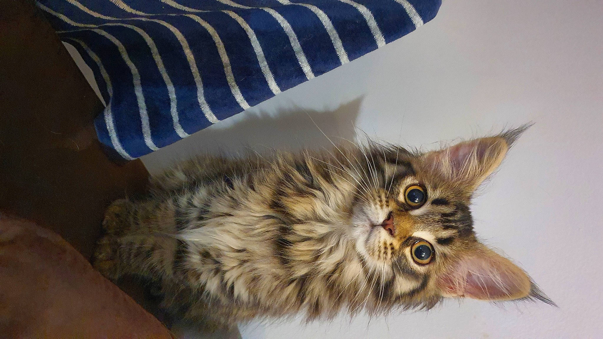 Hestia a rejoint le concours — aidez-le/la à gagner de superbes lots ! carnivore, cat, claw, domestic_short_haired_cat, feather, felidae, fur, maine_coon, paw, small_to_medium_sized_cats, snout, tail, terrestrial_animal, whiskers