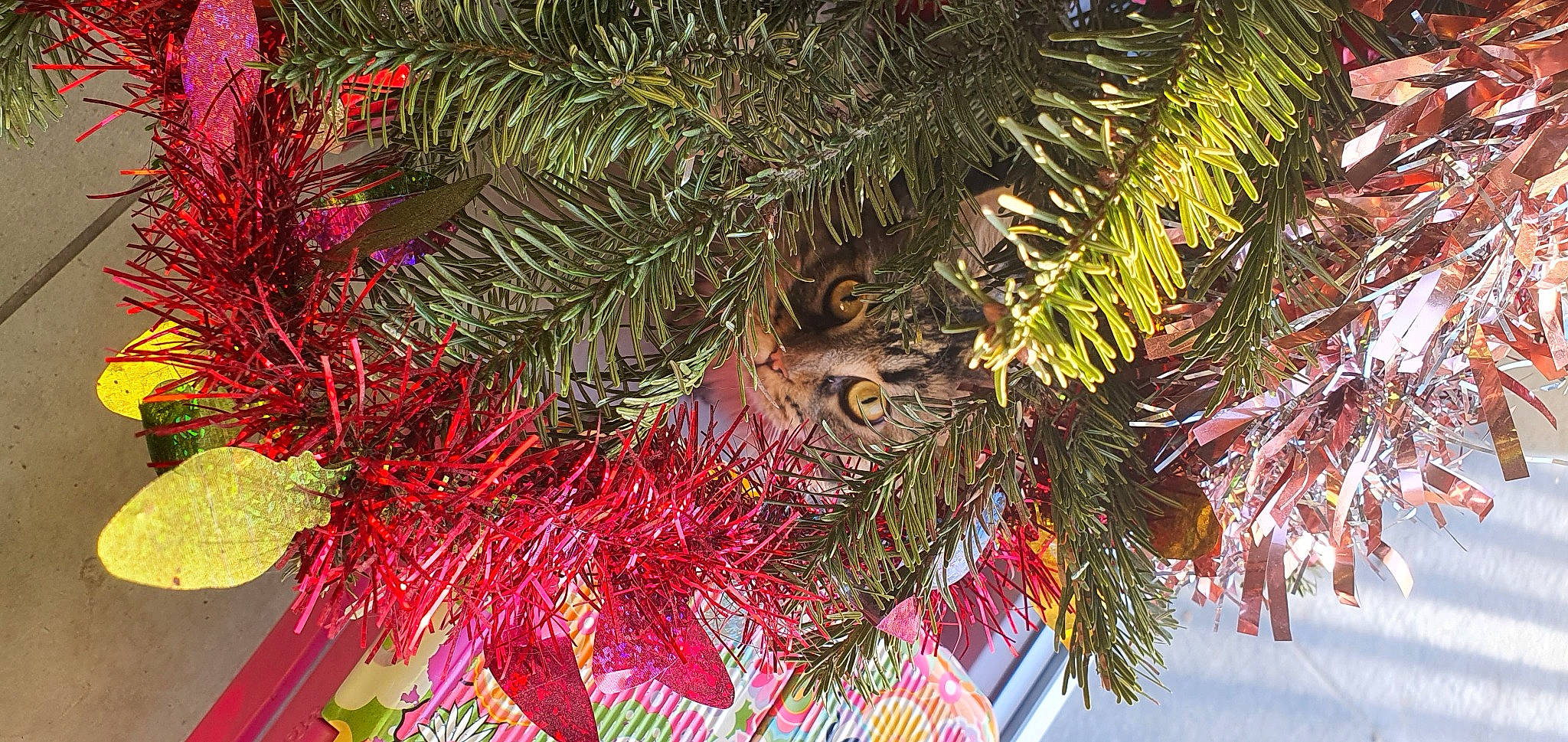 Hestia participe au concours pour gagner de l'argent avec cette photo : arecales, branch, christmas, christmas_decoration, christmas_ornament, christmas_tree, conifer, event, evergreen, holiday, holiday_ornament, larch, magenta, organism, ornament, plant, terrestrial_plant, tree, twig, whiskers