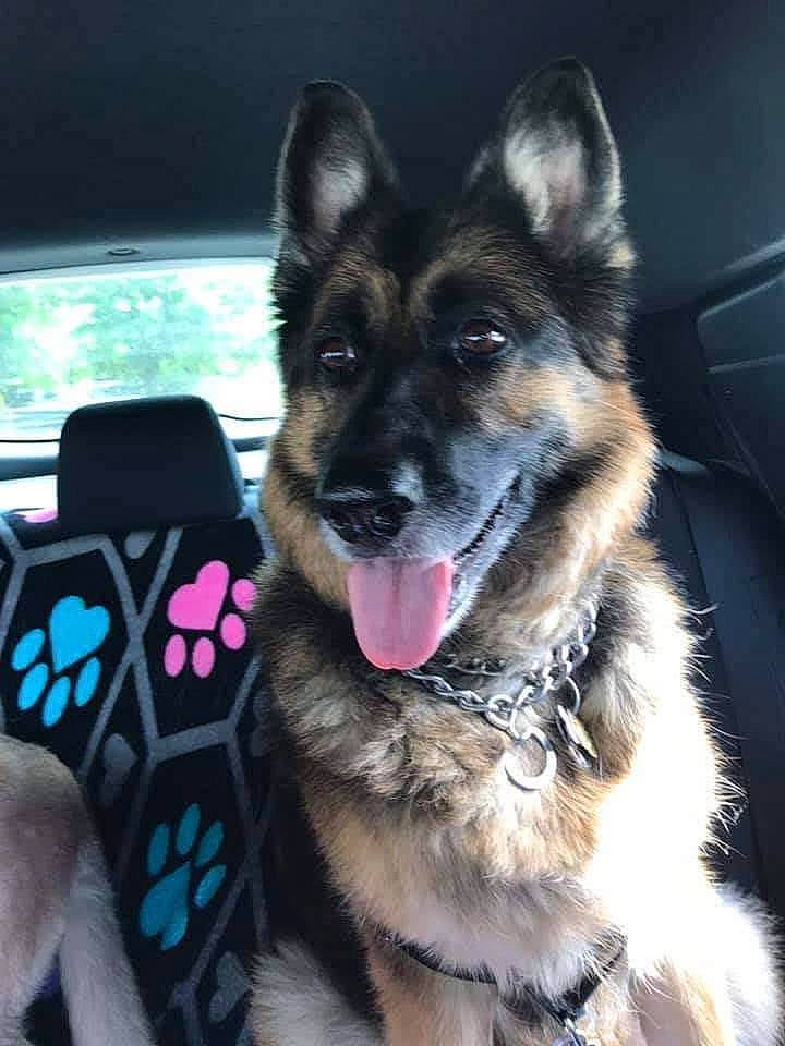 Sasha is registered to the contest to win money with this photo: canidae, carnivore, collar, companion_dog, dog, dog_breed, dog_collar, fashion_accessory, fawn, foot, fur, german_shepherd_dog, herding_dog, plant, snout, sporting_group, whiskers, window, windshield, working_dog