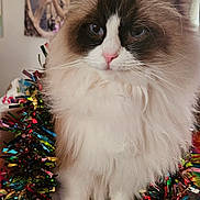 Maya joined the competition — help win amazing prizes! cat, ragdoll, fluffy, blue_eyes, pink_nose, whiskers, tinsel, garland, close_up, portrait, indoor, decoration, long_fur, paws, ears, muzzle, pet, cute, white_fur, brown_mask