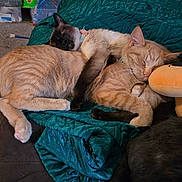 Fizzy is registered to the contest to win money with this photo: cat, cats, siamese_cat, orange_tabby, sleeping, cuddling, snuggling, plush_toy, teal_blanket, blanket, indoor, carpet, fur, pet, paw, whiskers, collar, nap, couch, sleepy