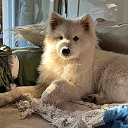 Vicky a rejoint le concours — aidez-le/la à gagner de superbes lots ! dog, white_dog, fluffy, indoor, couch, blanket, sunlight, window, cozy, relaxed, pet, fur, paw, home, living_room, soft_light, resting, domestic_animal, calm, comfort