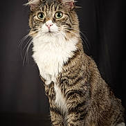Oscar participe au concours pour gagner de l'argent avec cette photo : cat, tabby, green_eyes, white_paws, white_chest, fluffy, pet, animal, feline, portrait, studio_photo, striped_fur, sitting, looking, cute, whiskers, ears, indoor, close_up, dark_background