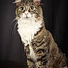 cat, tabby, green_eyes, white_paws, white_chest, fluffy, pet, animal, feline, portrait, studio_photo, striped_fur, sitting, looking, cute, whiskers, ears, indoor, close_up, dark_background