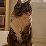 cat, tabby, fluffy, indoor, window, bookshelf, white_paws, white_chest, sitting, looking_sideways, fur, pet, animal, cozy, natural_light, portrait, feline, domestic_cat, whiskers, tail