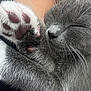 Remy joined the competition — help win amazing prizes! cat, sleeping, paw, close_up, gray_fur, pink_paw_pads, whiskers, fur_texture, resting, cozy, pet, animal, cute, domestic_cat, relaxation, soft, peaceful, mammal, feline, indoor