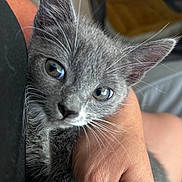 Remy joined the competition — help win amazing prizes! kitten, cat, grey_fur, close_up, whiskers, hand, human, pet, animal, eyes, fur, cute, domestic_animal, indoor, young, portrait, mammal, feline, soft, adorable