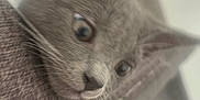 Remy is registered to the contest to win money with this photo: cat, gray_cat, close_up, blur, curious, whiskers, ears, eyes, fabric, texture, indoor, pet, feline, cute, soft_focus, cozy, animal, looking, portrait, head