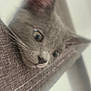 cat, gray_cat, close_up, blur, curious, whiskers, ears, eyes, fabric, texture, indoor, pet, feline, cute, soft_focus, cozy, animal, looking, portrait, head