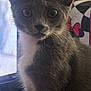 Remy is registered to the contest to win money with this photo: cat, kitten, gray_fur, white_fur, whiskers, eyes, indoor, close_up, curious, pet, animal, feline, cute, young_cat, portrait, fur_texture, sitting, looking, domestic_cat, soft_light