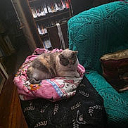 Lillybelle is registered to the contest to win money with this photo: animal, blanket, bookshelf, cat, colorful, cozy, cushion, decor, dvd, furniture, home, indoor, knitted_throw, living_room, pattern, pet, relaxing, resting, sofa, wood_floor