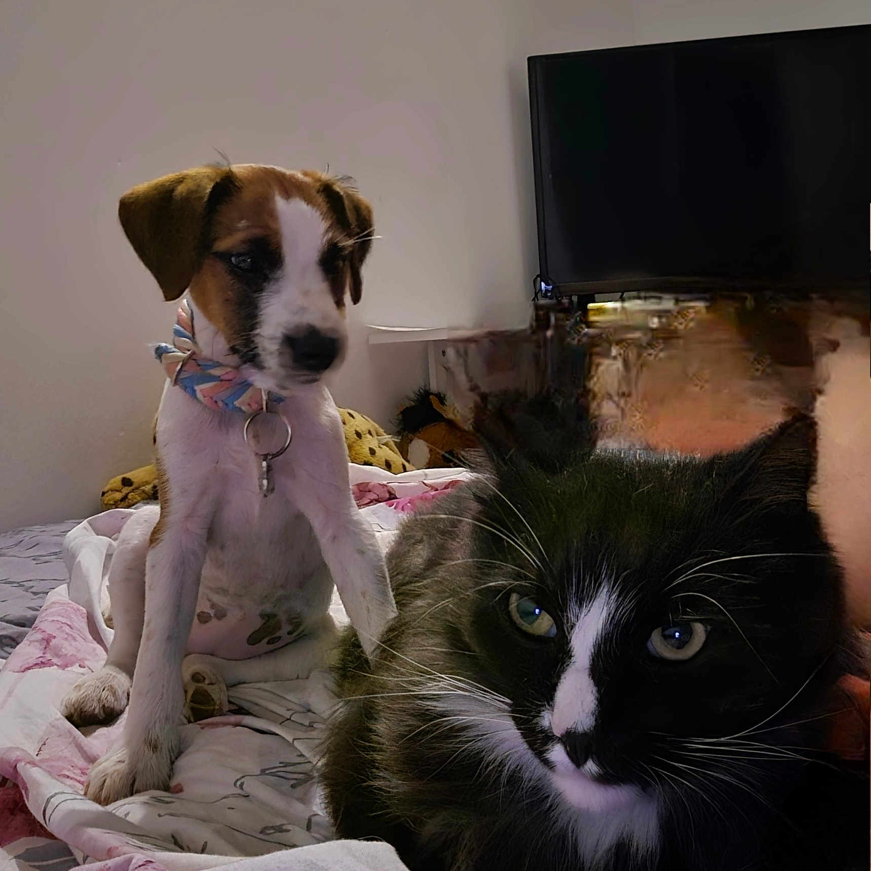 Anaoé participe au concours pour gagner de l'argent avec cette photo : animal, bed, black_and_white, blanket, canine, cat, collar, cozy, curious, dog, domestic, eyes, feline, fur, indoor, pet, puppy, resting, television, young