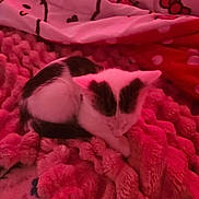 Buster is registered to the contest to win money with this photo: kitten, cat, blanket, fur, pattern, pink, red, texture, cozy, sleeping, pet, animal, indoor, soft, cute, resting, small, comfort, warm, feline