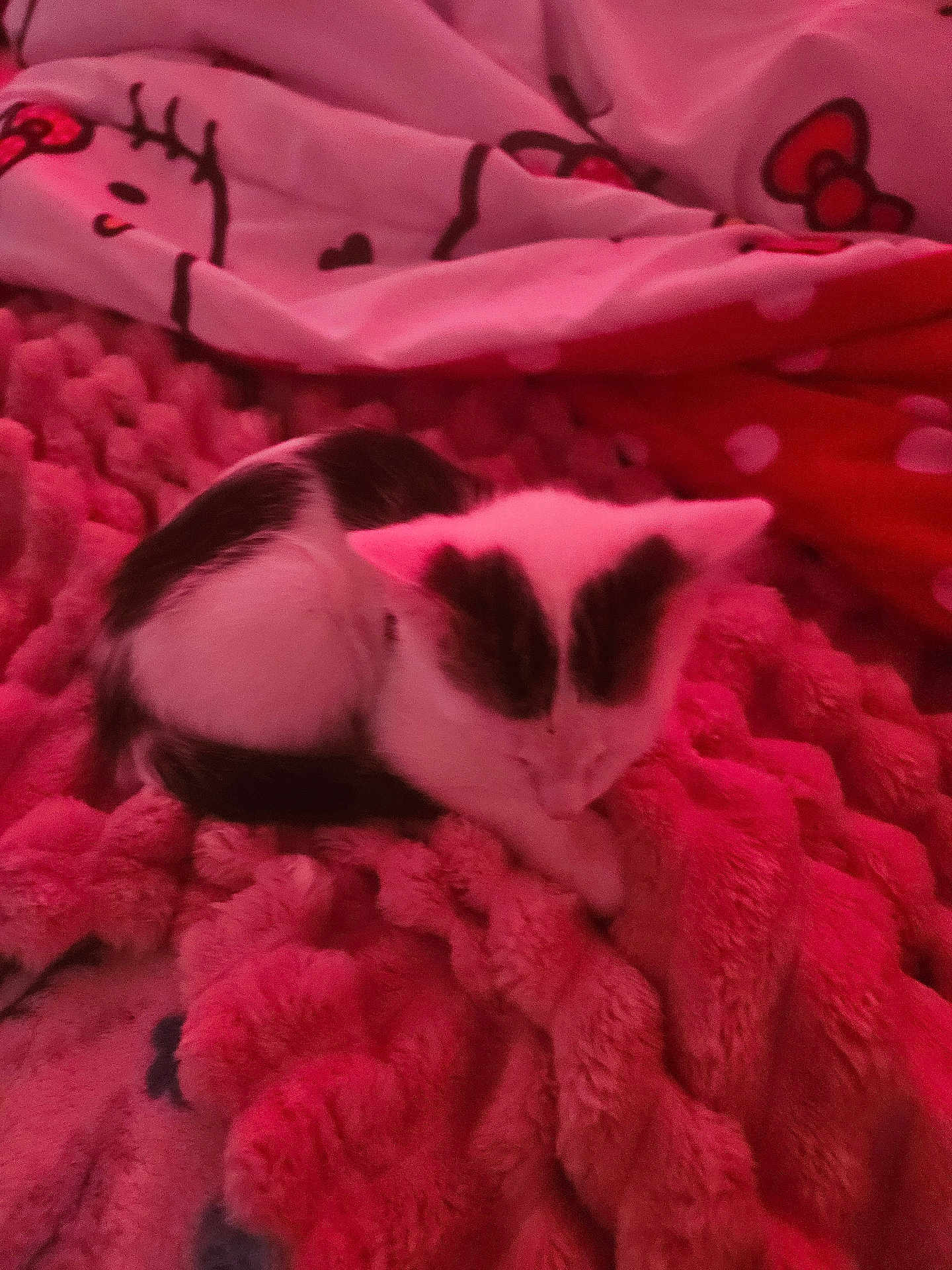 Buster is registered to the contest to win money with this photo: kitten, cat, blanket, fur, pattern, pink, red, texture, cozy, sleeping, pet, animal, indoor, soft, cute, resting, small, comfort, warm, feline
