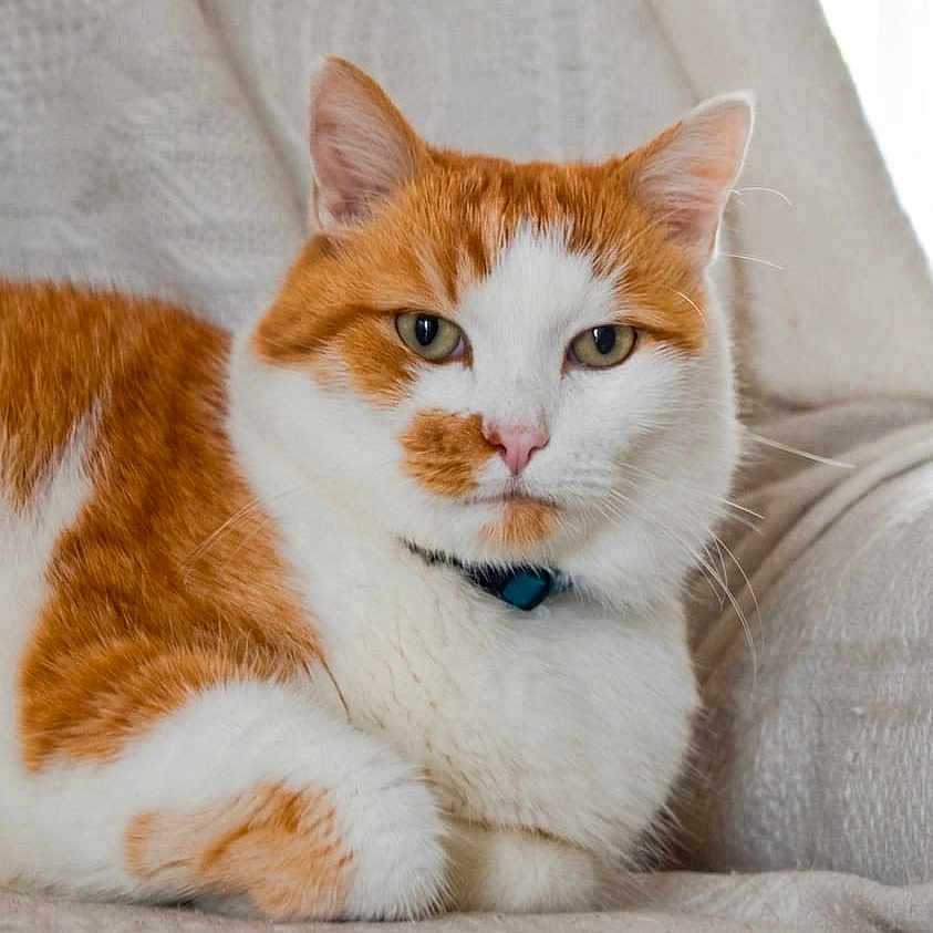 Niki