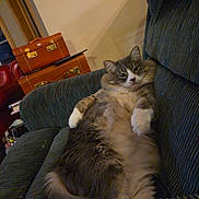 Indie is registered to the contest to win money with this photo: animal, cat, couch, cozy, expression, face, fluffy, fur, furniture, gray, indoor, living_room, paws, pet, relaxed, sitting, stacked, striped, suitcases, white