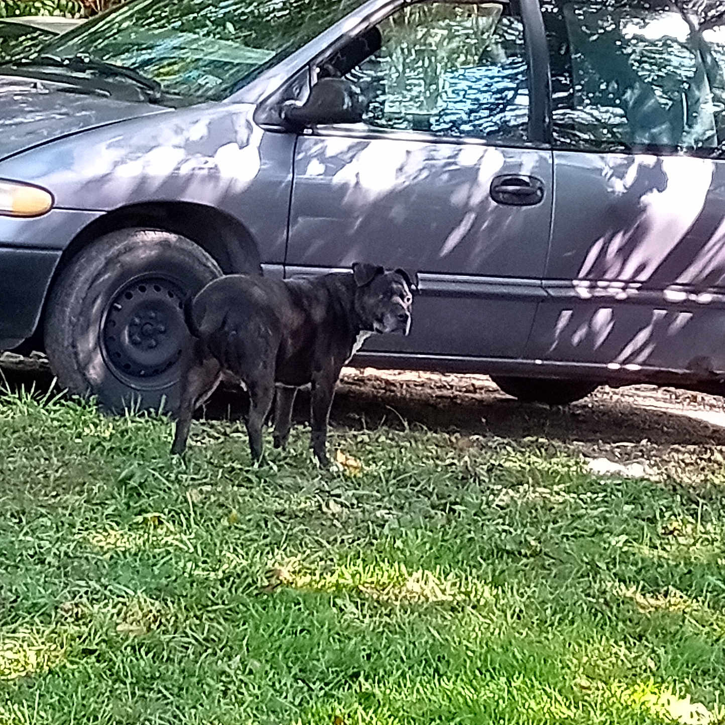 Onyx joined the competition — help win amazing prizes! adventure, alloywheel, animal, canine, car, carwheel, coupe, dog, grass, leisureactivities, machine, pet, plant, pointer, spoke, sportscar, tire, transportation, vehicle, wheel