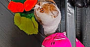 Kassandra participe au concours pour gagner de l'argent avec cette photo : cat, kitten, animal, pet, feline, orange_white, fluffy, wide_eyes, portrait, plush_toy, stuffed_animal, frog_toy, pink_cushion, colorful, indoors, furniture, chair, wood, close_up, playful