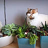 Kassandra a rejoint le concours — aidez-le/la à gagner de superbes lots ! cat, pet, animal, feline, succulents, plants, houseplants, indoor, home, garden, potted_plants, planters, flowers, greenery, wooden_surface, wall, portrait, grumpy, striped_fur, natural_light