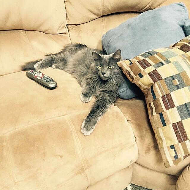 Peyli