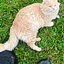 cat, cream_colored, fluffy, fur, grass, outdoor, boots, muddy, relaxed, animal, pet, nature, greenery, curious, mammal, paw, whiskers, tail, ground, daylight
