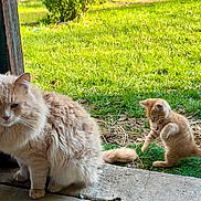 Honey Bear joined the competition — help win amazing prizes! cat, kitten, fluffy, grass, outdoor, playing, concrete, wooden_post, greenery, pets, animal, feline, nature, daylight, cute, adorable, young_cat, resting, curious, sunlight