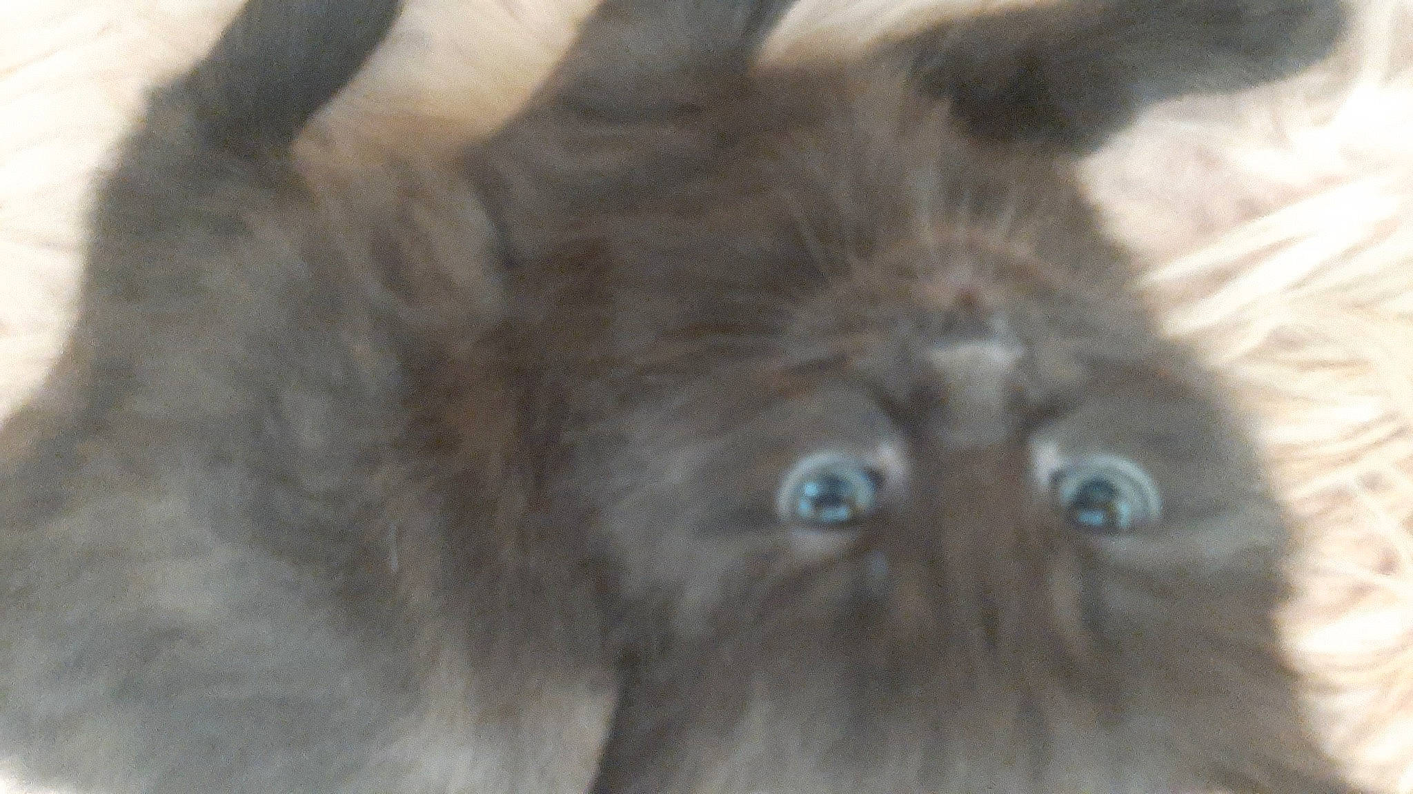 Night participe au concours pour gagner de l'argent avec cette photo : british_longhair, carnivore, cat, dog_breed, felidae, fur, grey, liver, natural_material, small_to_medium_sized_cats, snout, terrestrial_animal, whiskers, wildlife, working_animal