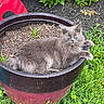 Luna joined the competition — help win amazing prizes! cat, flower_pot, soil, greenery, grass, plant, outdoor, pet, animal, nap, relaxing, gray_cat, feline, garden, nature, fur, whiskers, paws, resting, sunlight