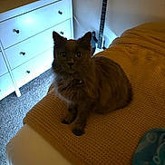 Luna joined the competition — help win amazing prizes! cat, indoor, bed, blanket, furniture, dressed, guitar, carpet, pet, animal, cozy, knitted, yellow, white, room, fur, sitting, domestic, relaxed, home