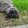 Luna joined the competition — help win amazing prizes! cat, gray_cat, grass, outdoor, pet, feline, relaxed, lying_down, green_eyes, fur, collar, nature, close_up, whiskers, pavement, sunlight, animal, cute, resting, playful