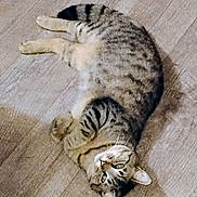 Max is registered to the contest to win money with this photo: cat, tabby, pet, animal, feline, floor, wooden_floor, resting, lying_down, domestic_animal, striped, whiskers, ears, curious, looking_up, indoor, cute, relaxed, fur, mammal