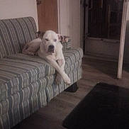 Bos joined the competition — help win amazing prizes! dog, couch, striped_couch, indoor, living_room, wooden_floor, table, door, pet, animal, relaxed, laying_down, furniture, domestic, crossed_paws, white_dog, ears, quiet, cozy, home