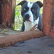 Roscoe joined the competition — help win amazing prizes! dog, animal, heterochromia, black_and_white, wooden_frame, outdoor, curious, face, ears, nature, ground, plant, rustic, pet, portrait, looking, canine, muzzle, eyes, closeup